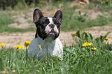 BOULEDOGUE FRANCAIS 365